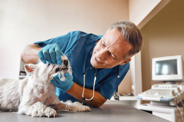 Best Walk-In Emergency Dentist in San Lorenzo, CA